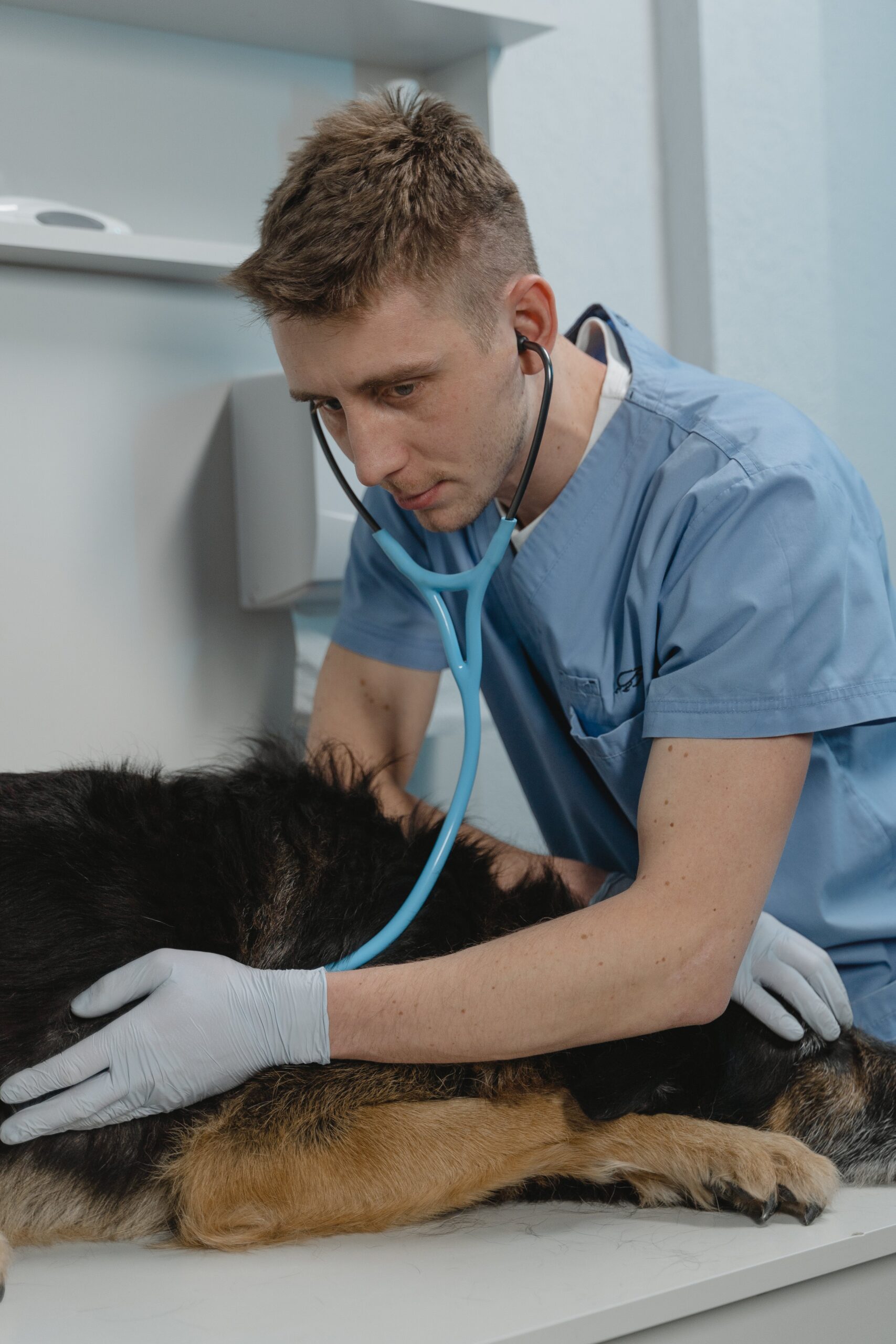 Find a Dependable McKinney Vet Clinic for Your Furry Friend