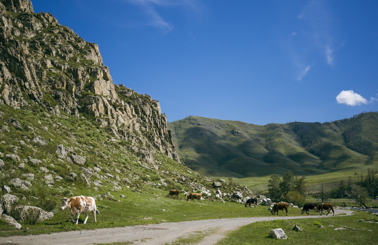 Grazing cows along the Chuysky tract in Altai Russia