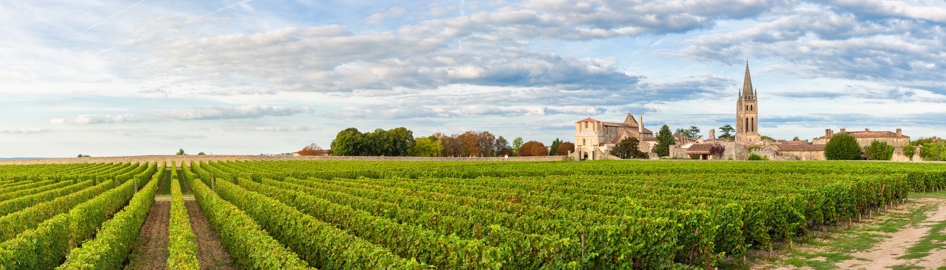 Panoramic view of vineyards of Saint Emilion, Bordeaux, Gironde, France. Medieval church in old town and rows of vine on a grape field.