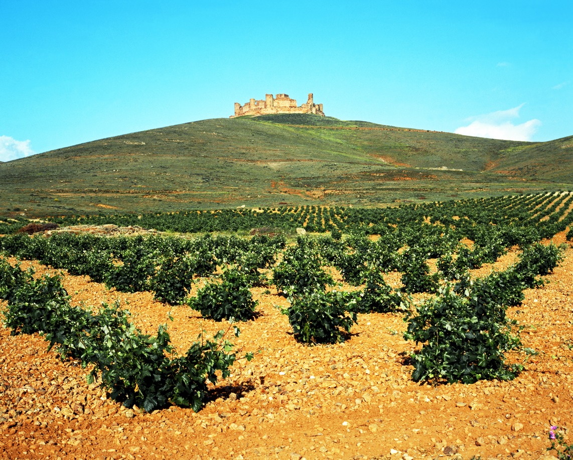 Vineyard in hills, La Mancha, Spain