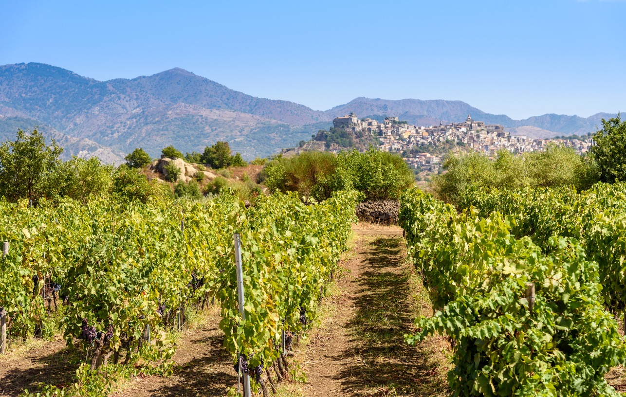 Vineyard on the mount etna, sicily, italy 