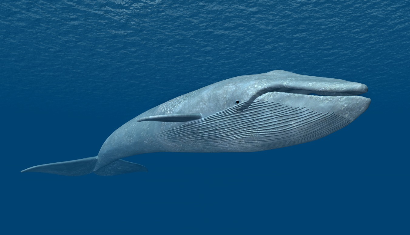 a blue whale