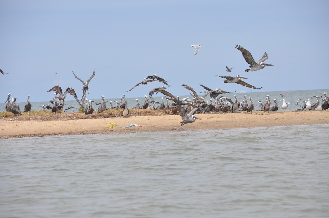 brown Pelicans at the disappearing Island of Holland Island located in the Chesapeake Bay