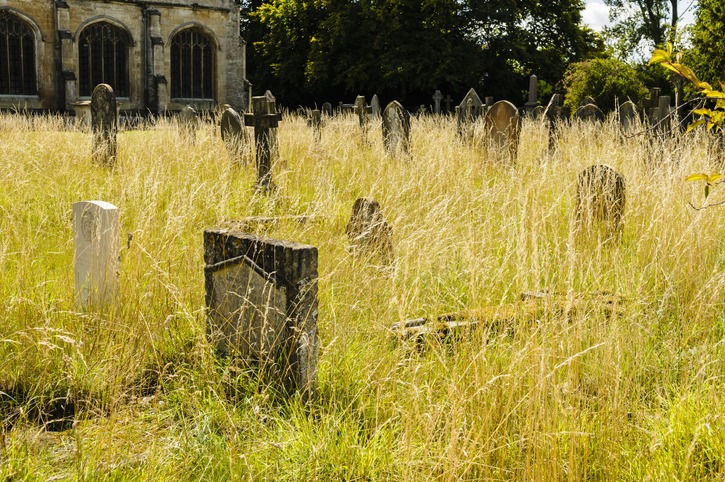 gravestones in an overgrown graveyard