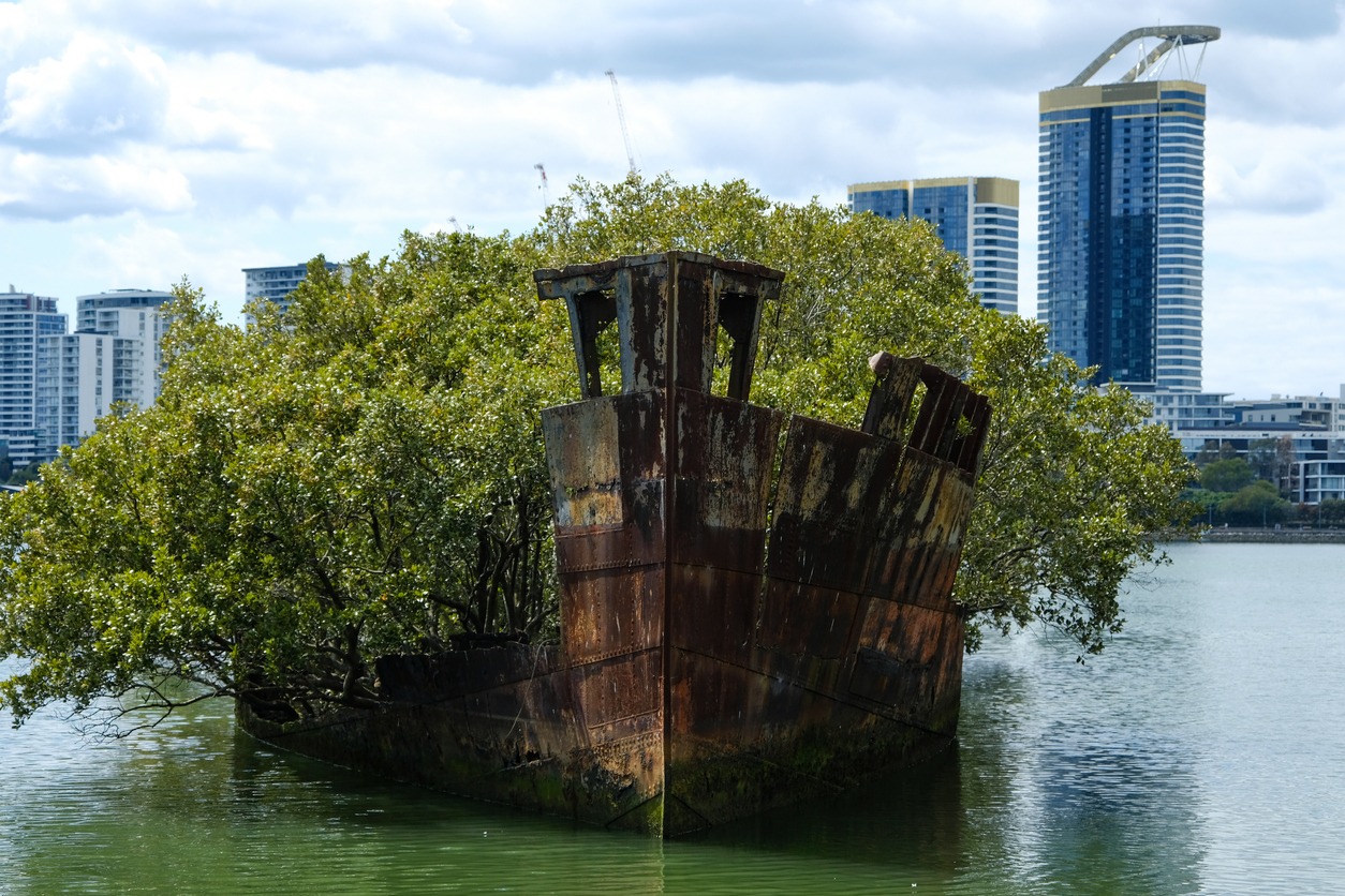 mangrove shrubs growing out of the SS Ayrfield at the shipwreck yard in Homebush Bay, Australia