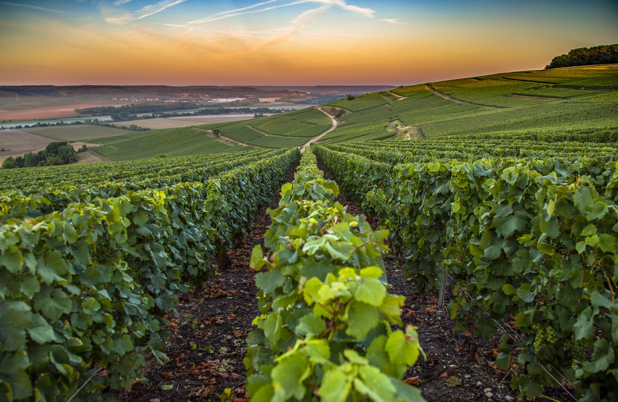 Champagne region in France