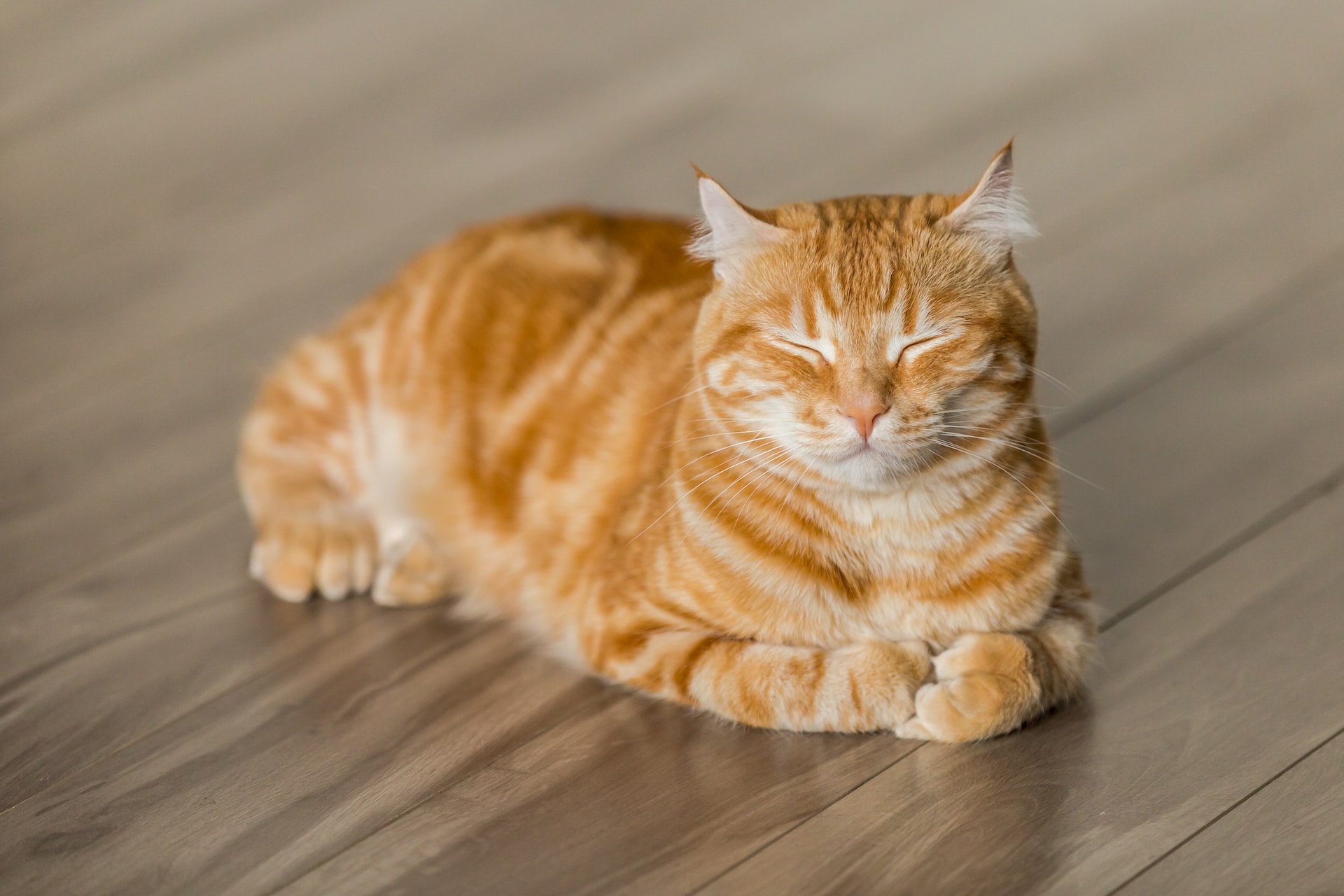 How to Incorporate CBD Oil into Your Cat's Daily Routine: Tips for a Happy Feline