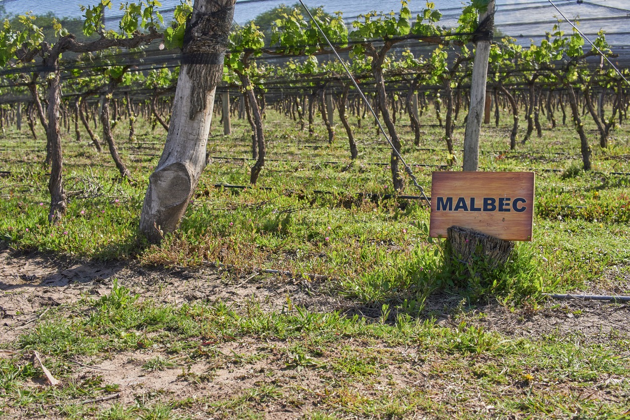 Malbec wood sign in vineyard in Argentina