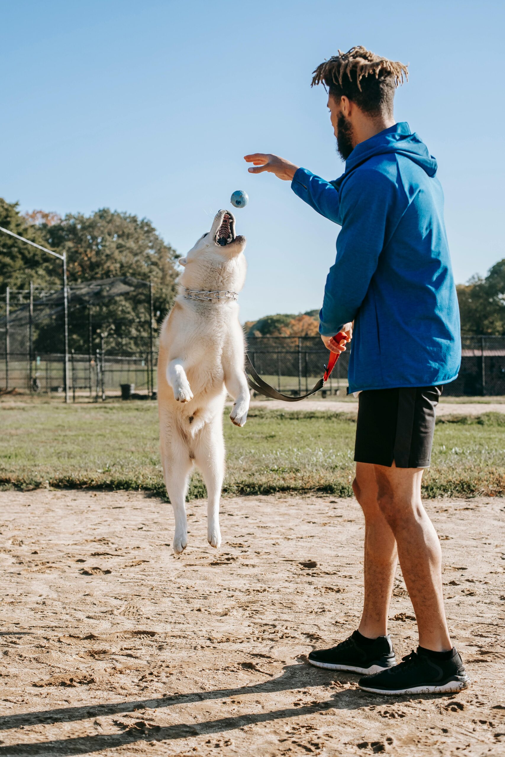 Mastering Canine Communication A Closer Look at Dog Training Methods