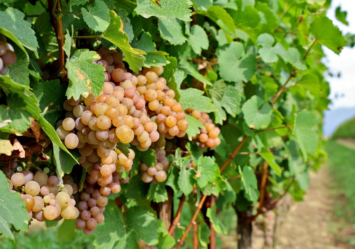 Pinot gris grapes, pinkish yellow variety, hanging on vine.