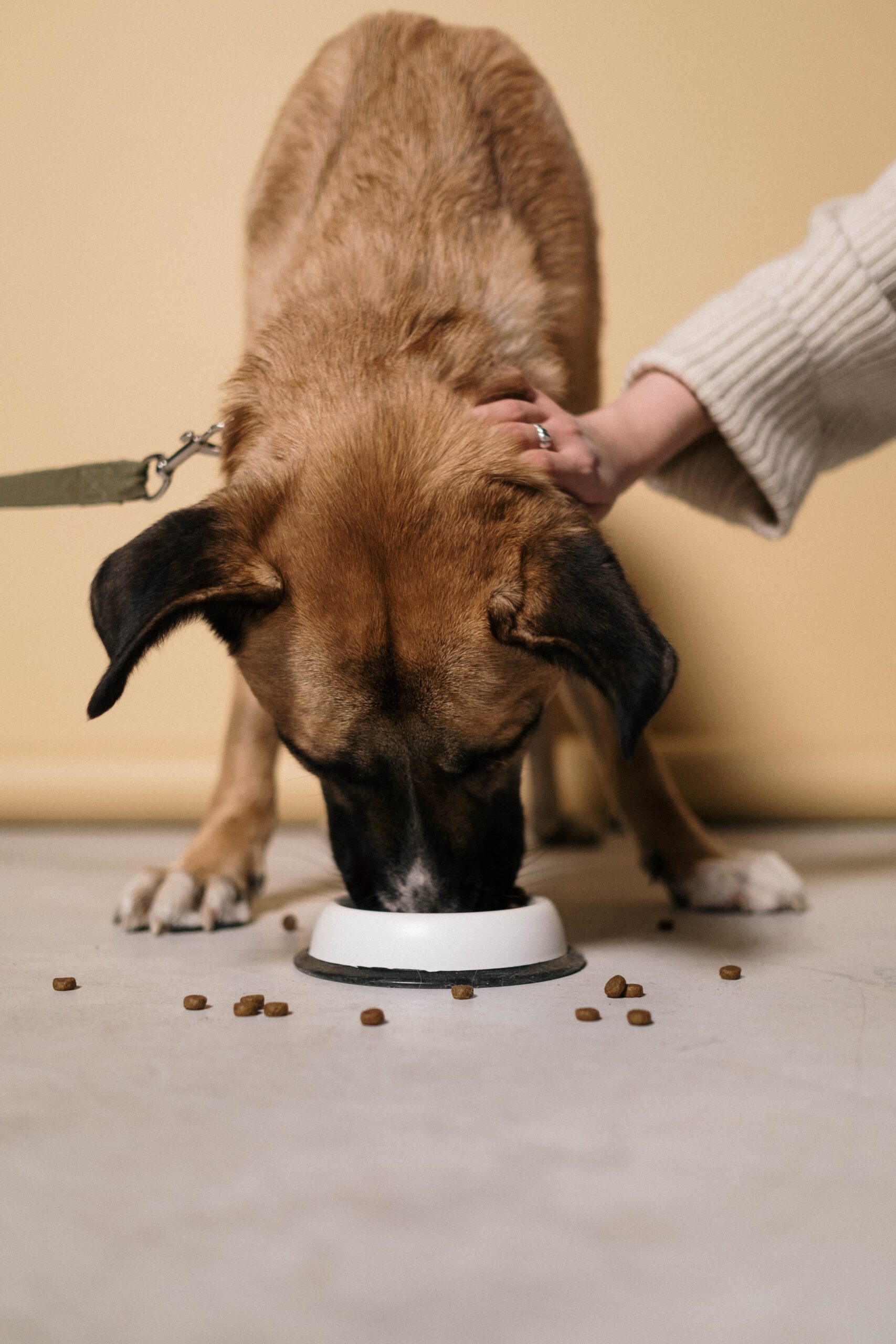 Silicone Dog Bowls An Ideal Solution for Messy Eaters