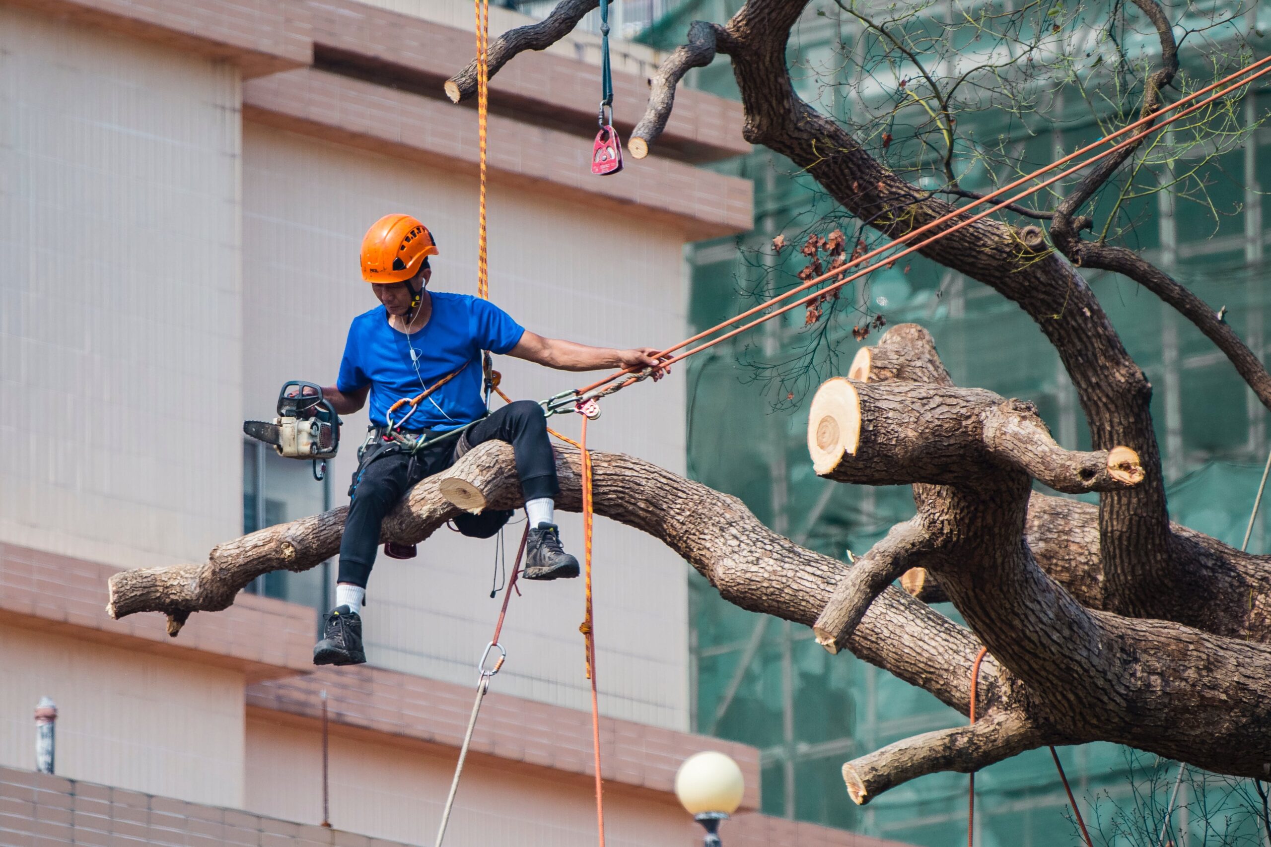 What Does a Tree Service Do and How Do They Help