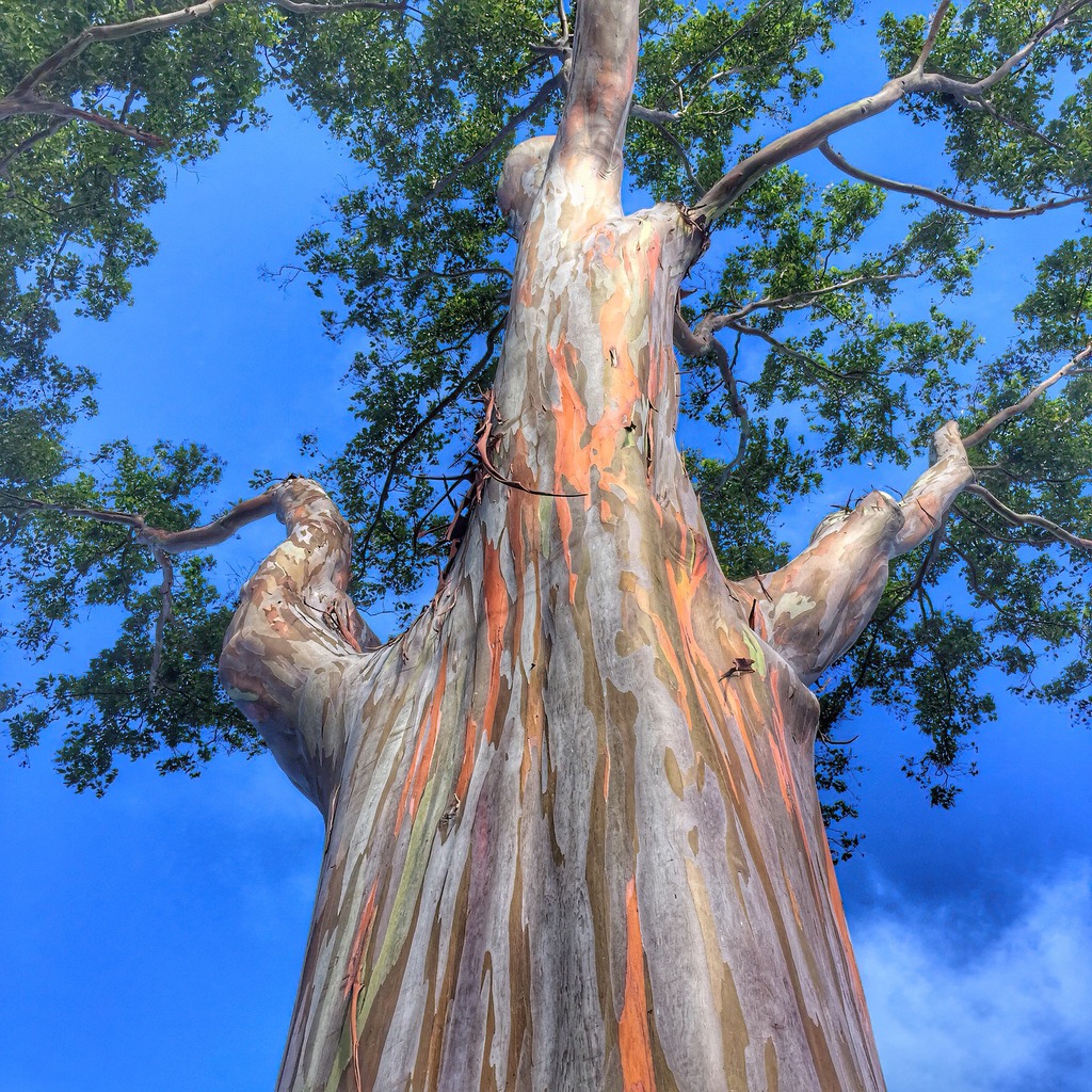 a rainbow eucalyptus tree