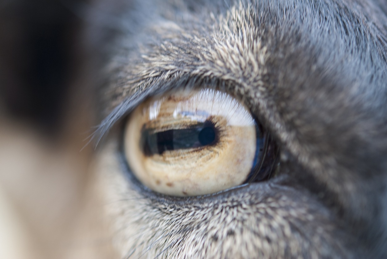 an eye of a goat