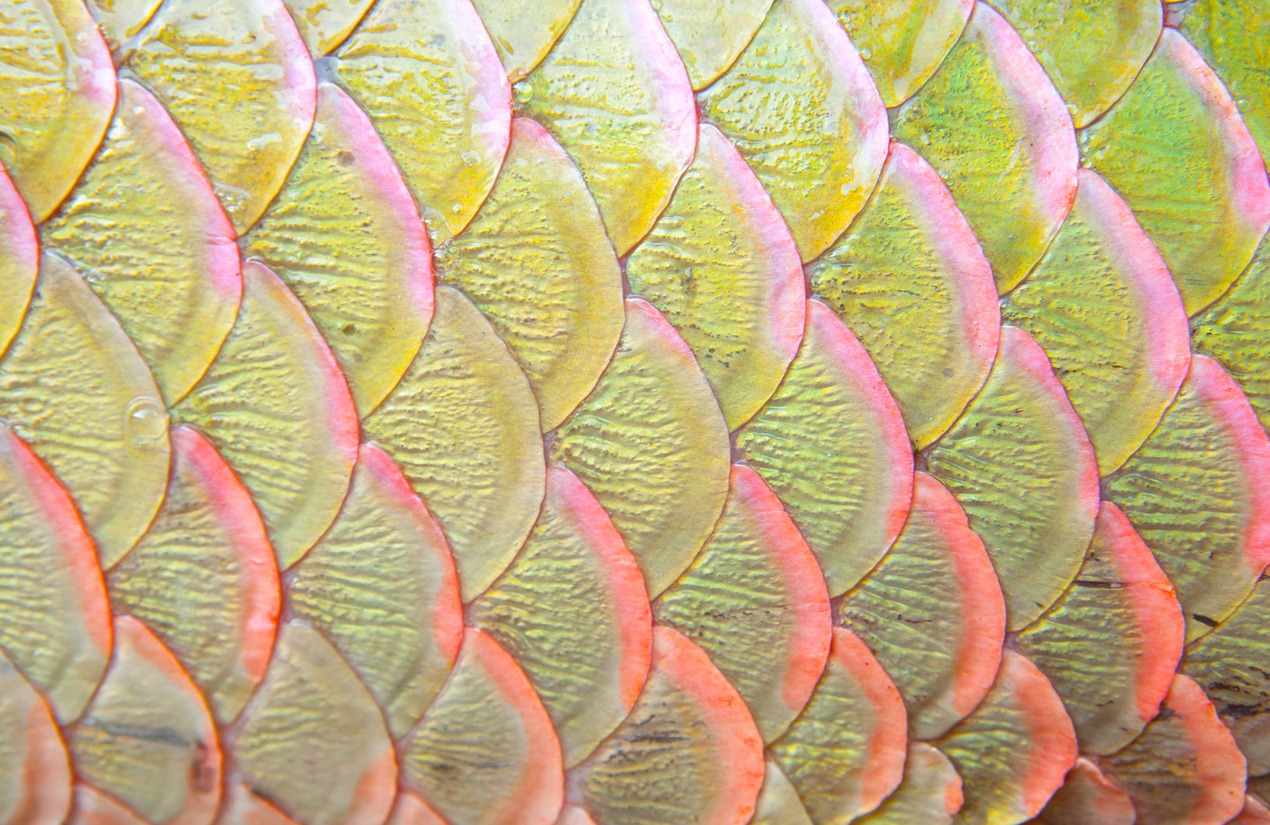 arapaima fish scales