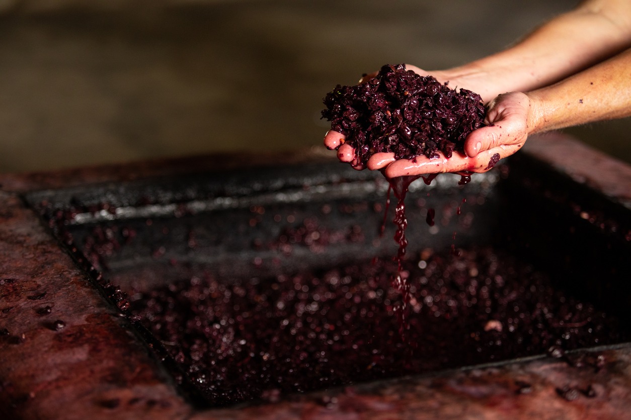 getting juice from grapes during wine production