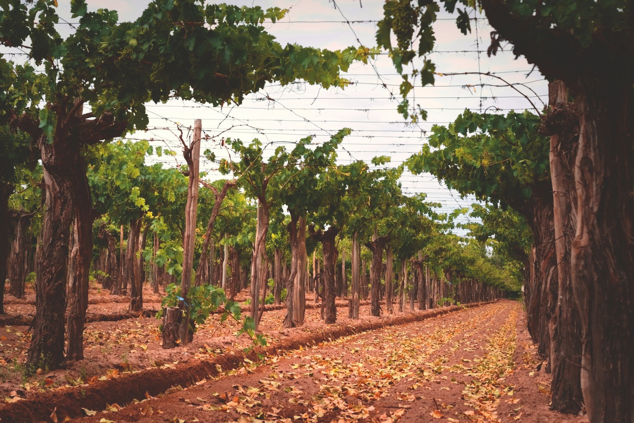 grapevines on a vineyard estate in Mendoza, Argentina