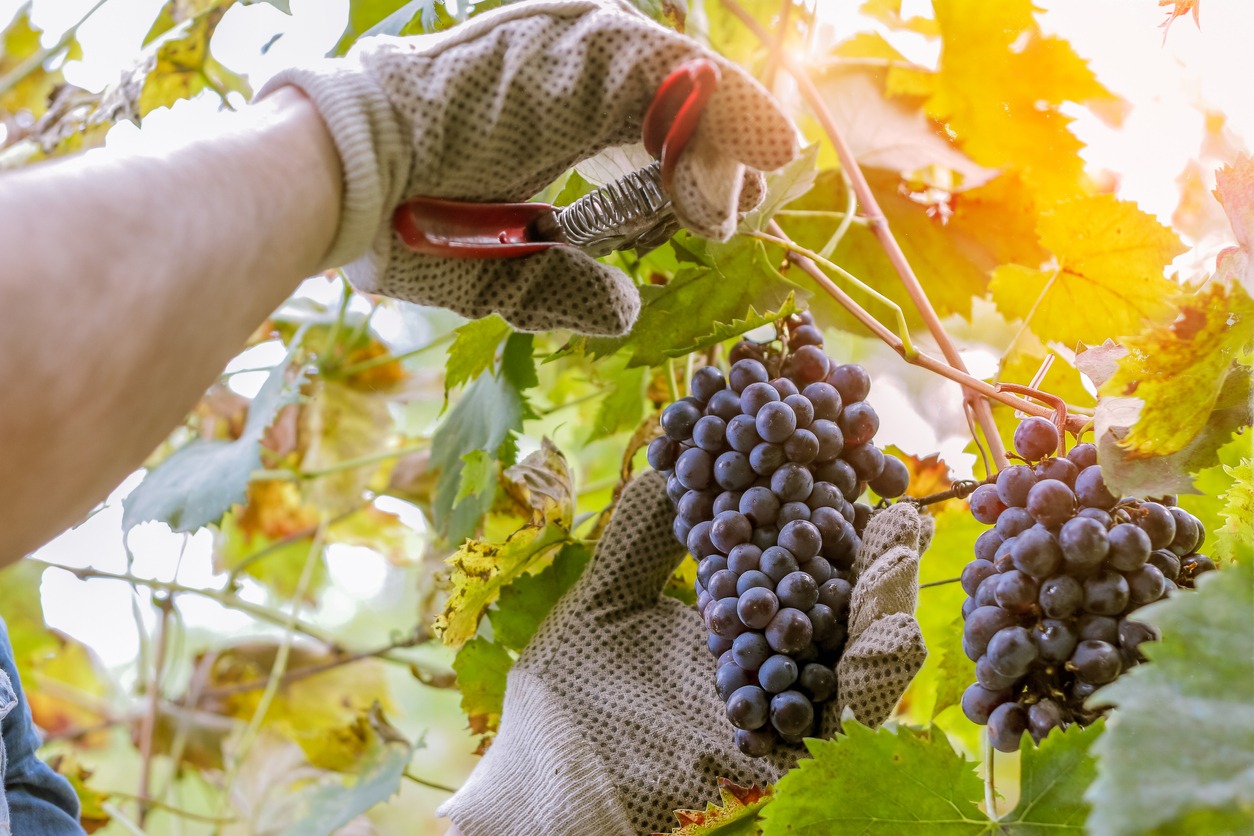 harvesting grapes for winemaking