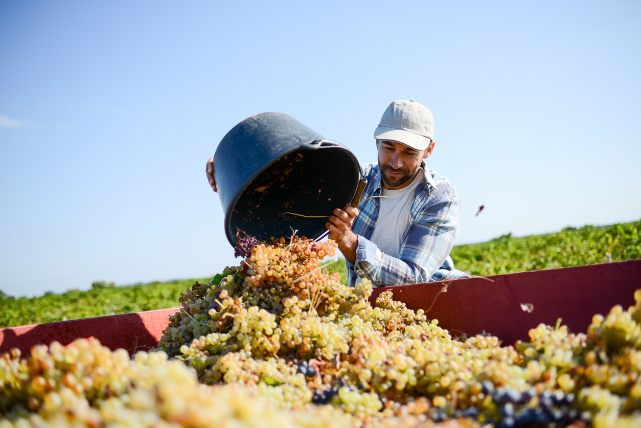 man harvesting grapes for winemaking