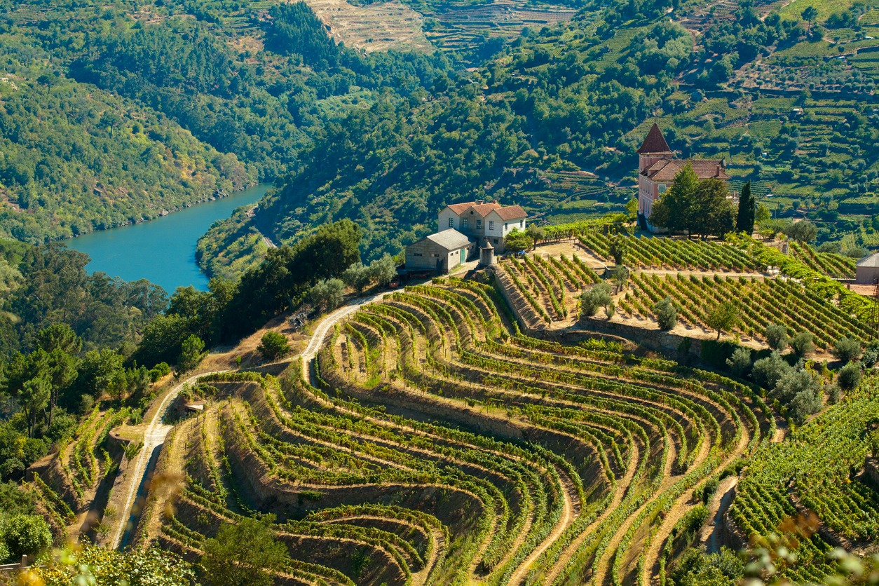 the Douro River and vineyards