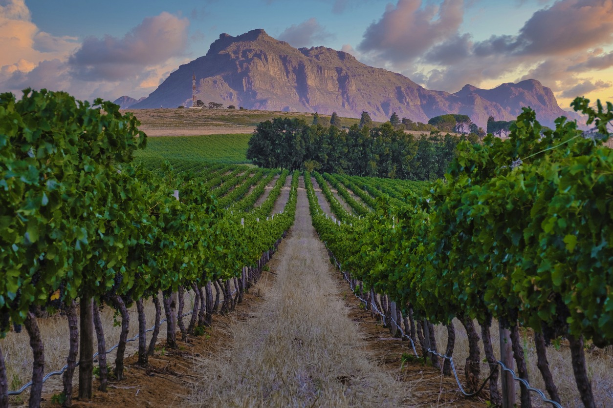 vineyard landscape at sunset with mountains in Stellenbosch, near Cape Town, South Africa