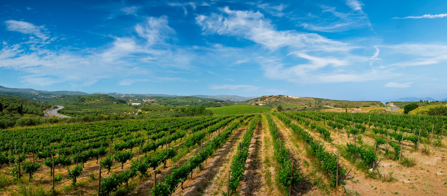 vineyard with grape rows in Crete Island, Greece
