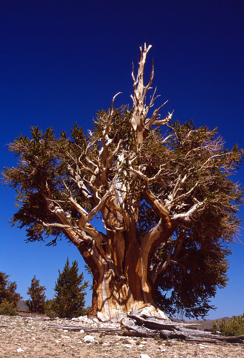Great Basin Bristlecone Pine (California, Nevada)