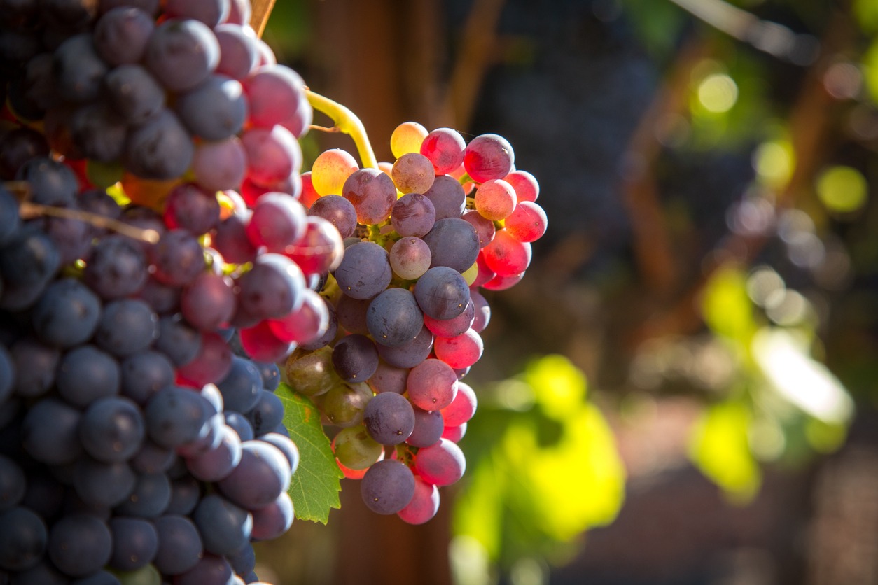 Grenache wine grapes in the Languedoc region