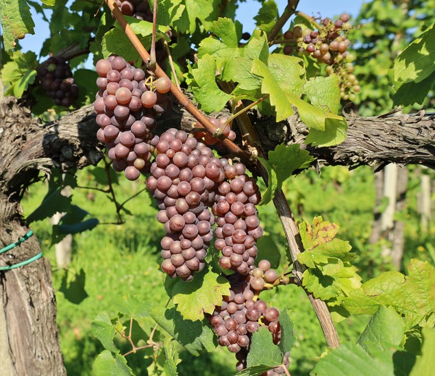 Pignolo grapes on a vine