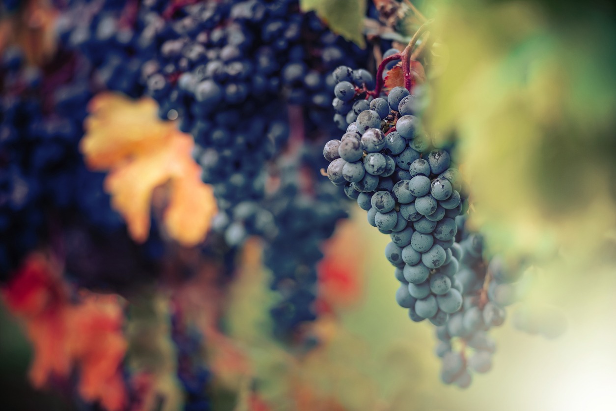 Pinot Noir grape vine in vineyard in Niagara Region, Ontario, Canada