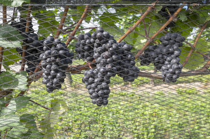 Pinot Noir grapes hanging on the vine protected by nets