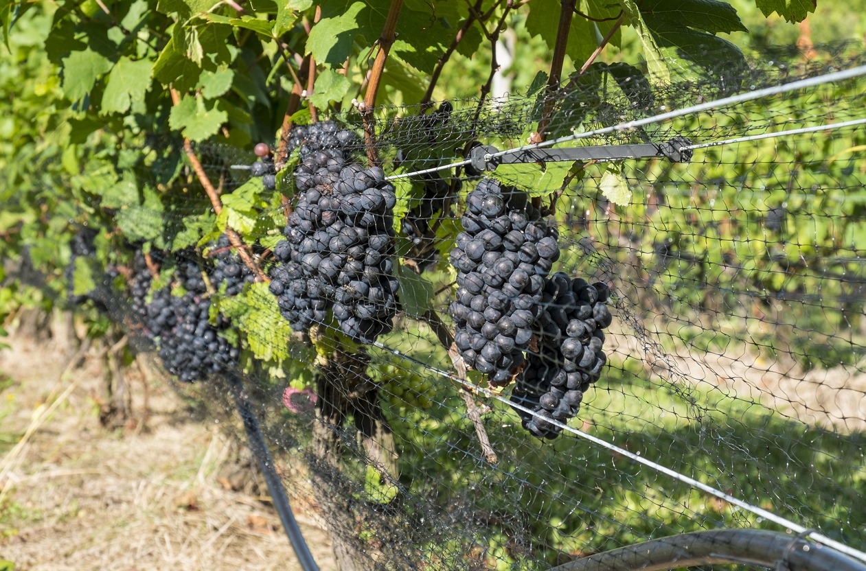 Pinot Noir grapes in a vineyard