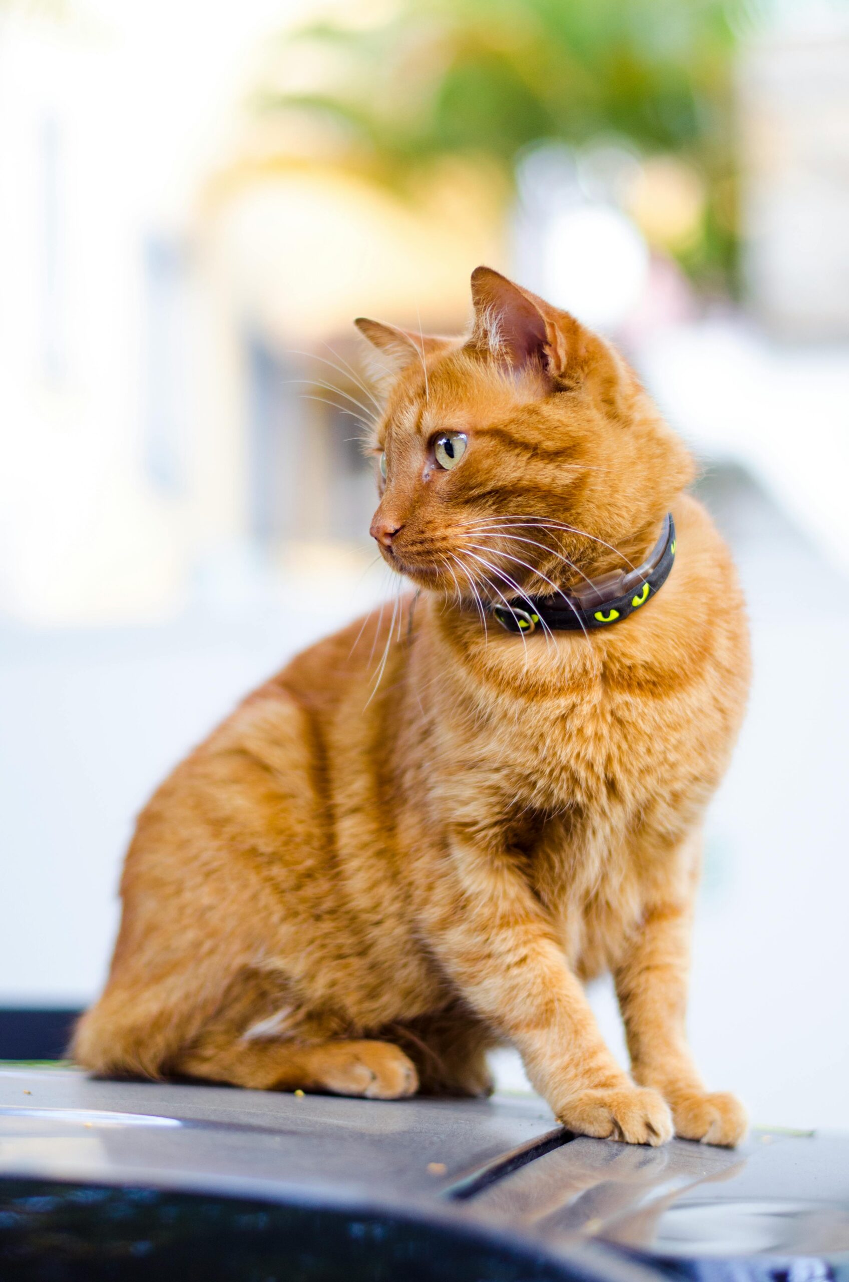 Safety First How to Ensure Your Cats Collar Is Comfortable and Secure