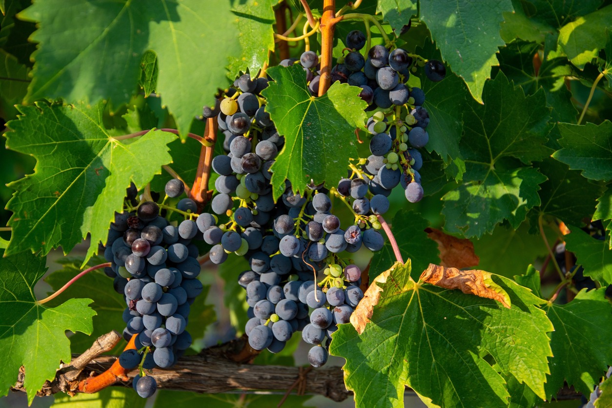 grapes for winemaking