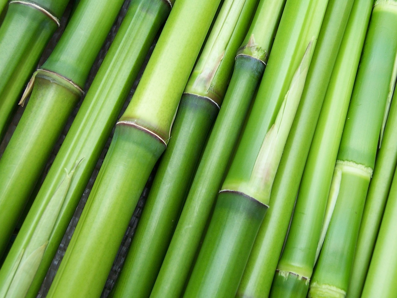 Bamboo Sustainability Benefits