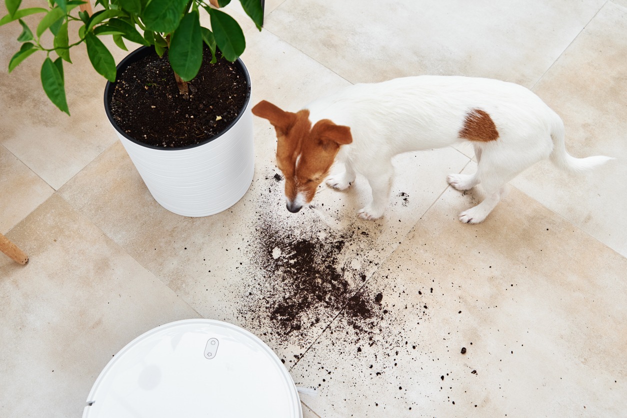 The Dog Scattered Plant Soil To The Floor Pet Damage Concept Robot Vacuum Cleaner Clean Floor