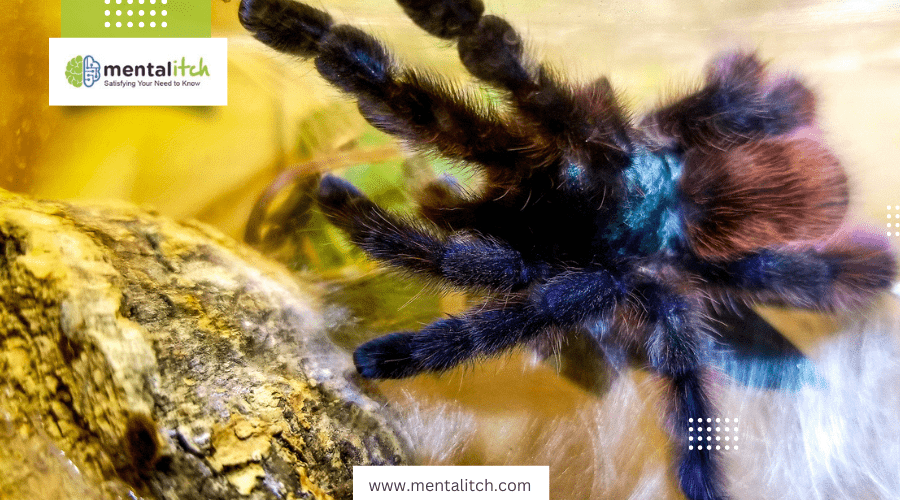 How Does the Pink Toe Tarantula Differ From Other Tarantulas?
