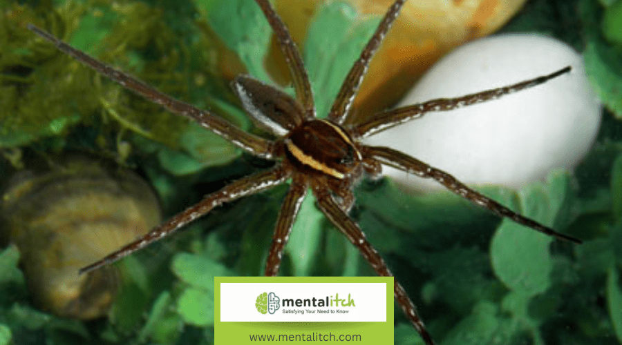 What Adaptations Allow the Fishing Spider to Thrive in Aquatic Environments