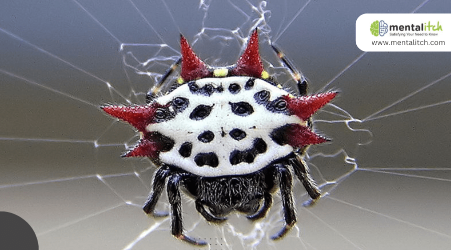 What Are the Unique Features of the Spiny-Backed Orb Weaver?