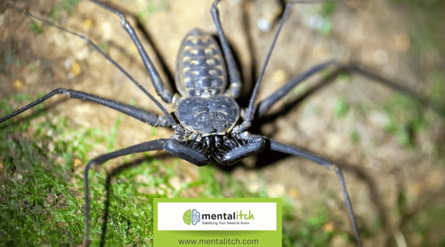 What Distinguishes the Whip Spider in the Arachnid World?