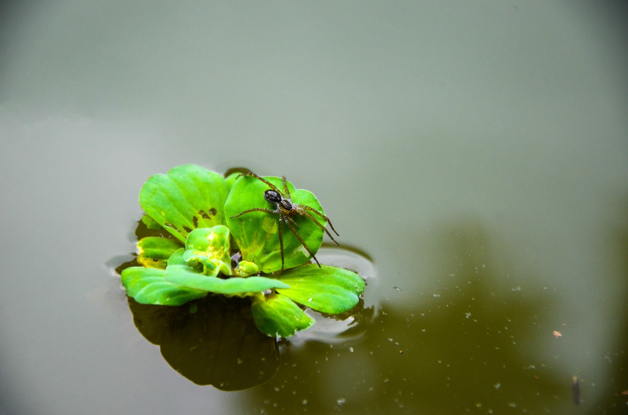 diving bell spider drifting on the water lettuce plant