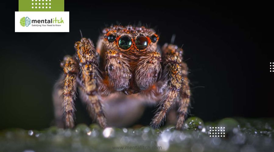 How Does the Peacock Spider Attract Its Mate?