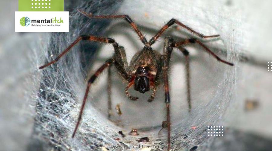 Why Are Funnel-Web Spiders Considered Highly Venomous?
