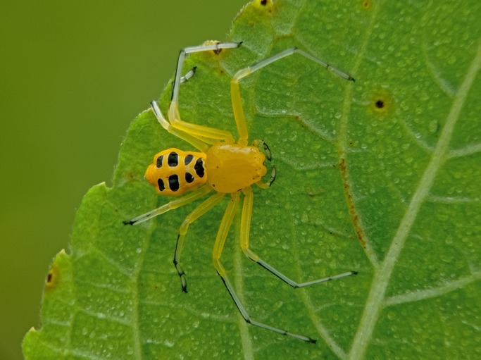 Eight-Spotted Crab Spider