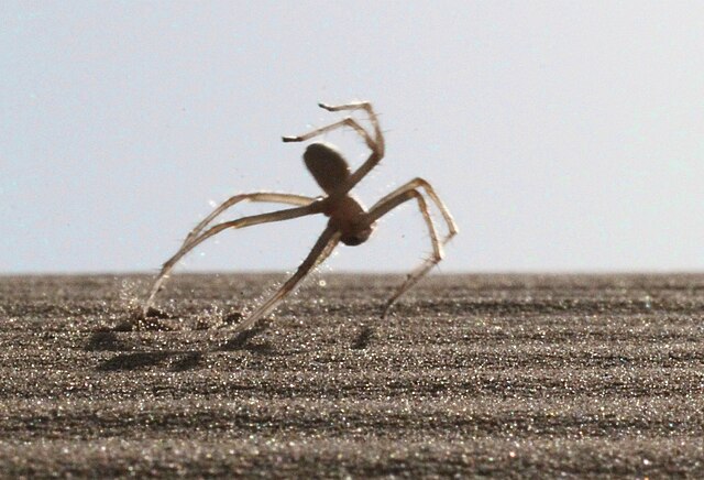 Flic-Flac Spider