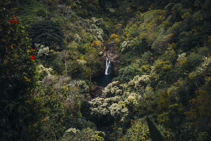 Hawaiian Rainforest