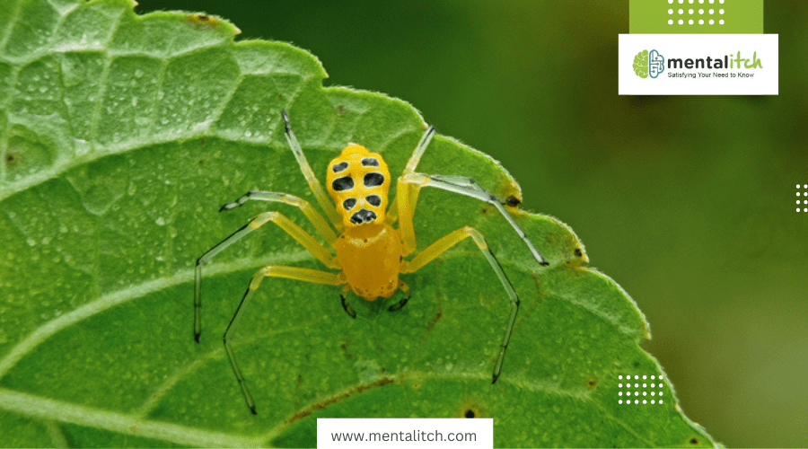 How Does the Eight-Spotted Crab Spider Use Its Coloration?