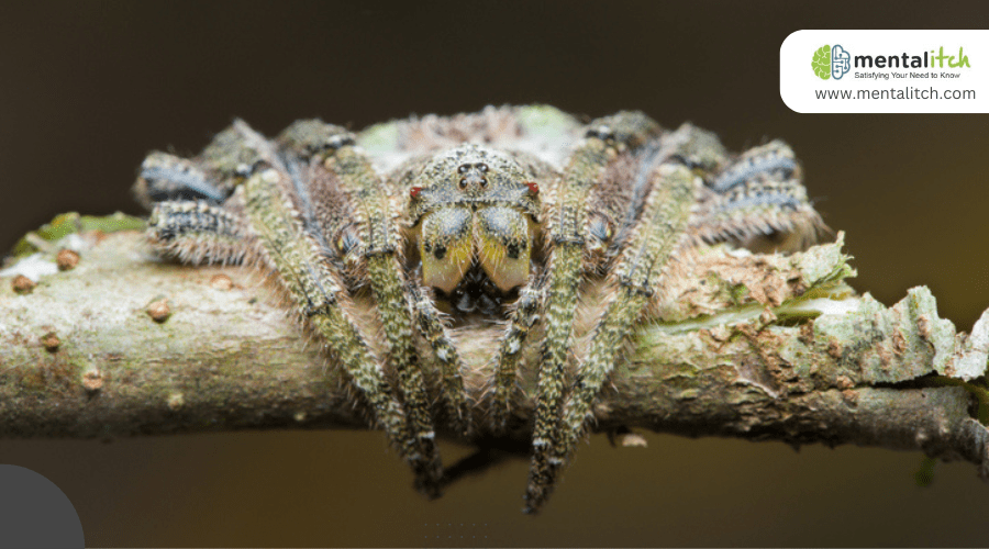 How Does the Tree Stump Orb Weaver Mimic Its Environment?