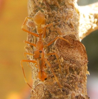 Myrmarachne plataleoides male