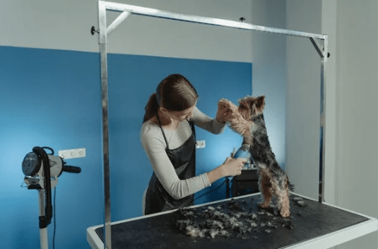 Taking the Stress Out of In-Home Dog Grooming NYC Tips and Tricks
